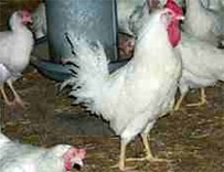 birdflu (12K)