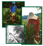 plantations
