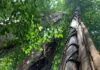 Can small forest patches make a difference