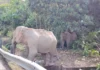 Three elephants, one jumbo national responsibilty